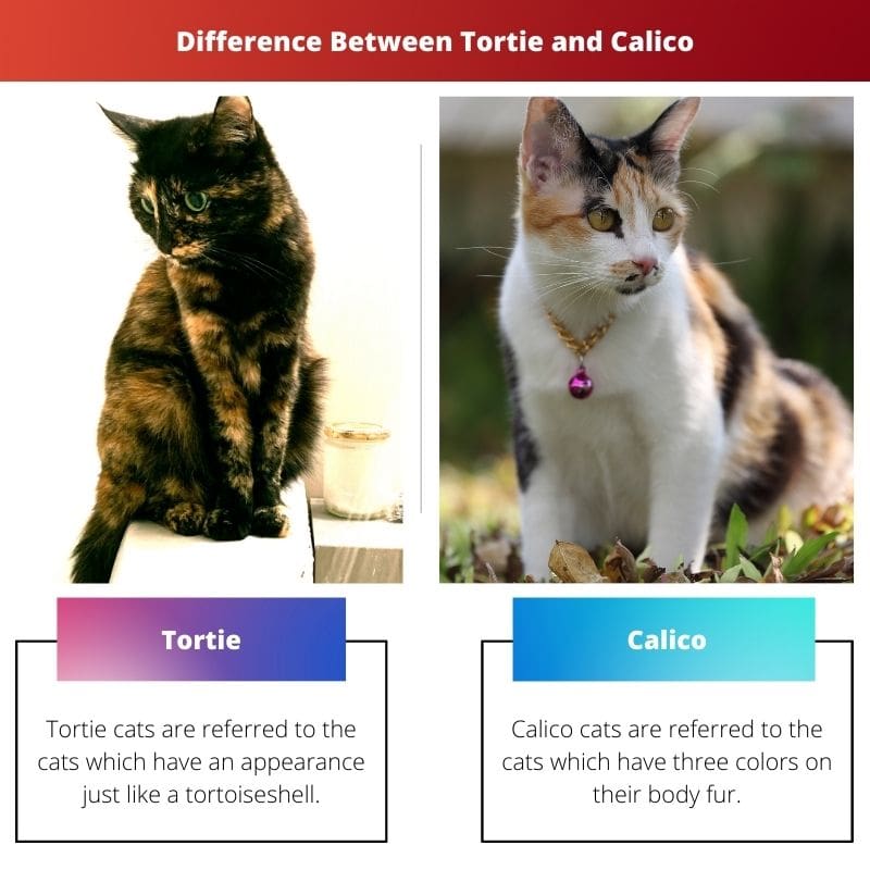 Diferencia entre Tortie y Calico