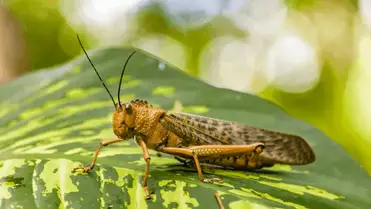 Locust vs grasshopper