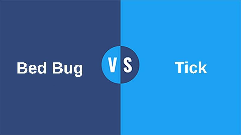 Bed Bug vs Tick
