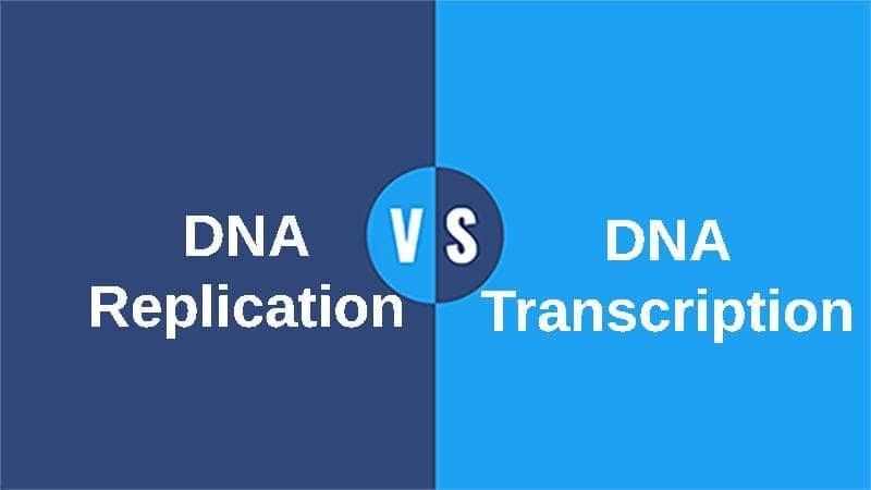 DNA replication vs Transcription