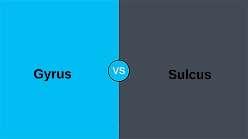 Gyrus vs Sulcus