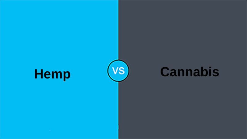 Hemp and Cannabis