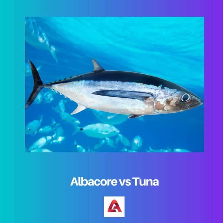 Albacore vs Tuna: Difference and Comparison