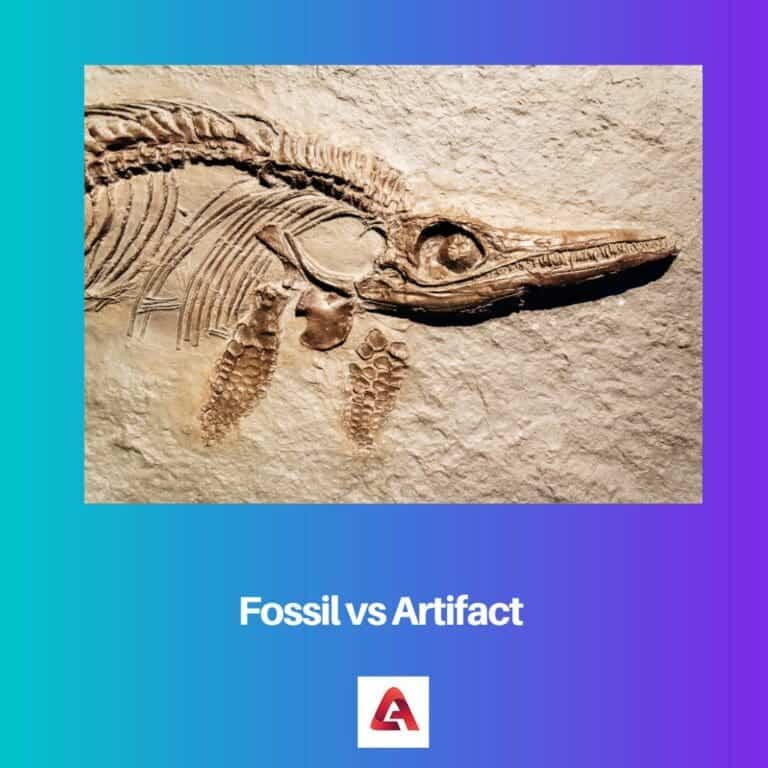 Fossil vs Artifact: Difference and Comparison