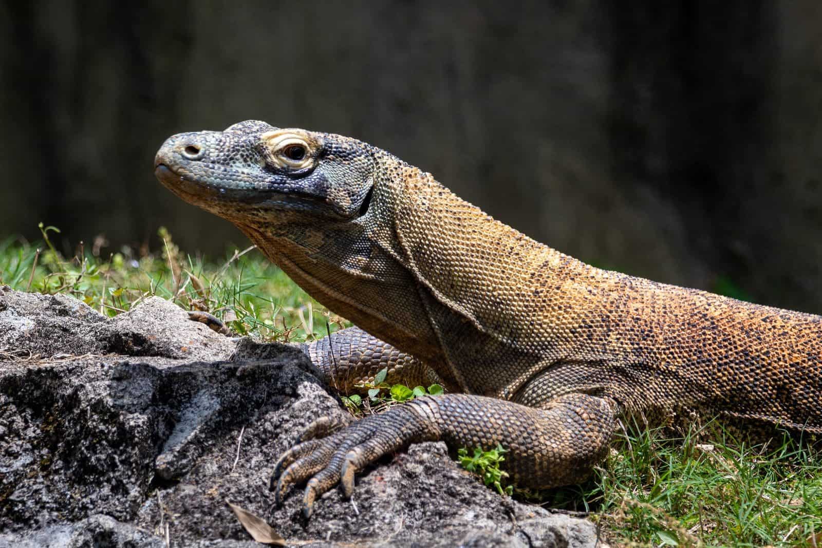 Lézards