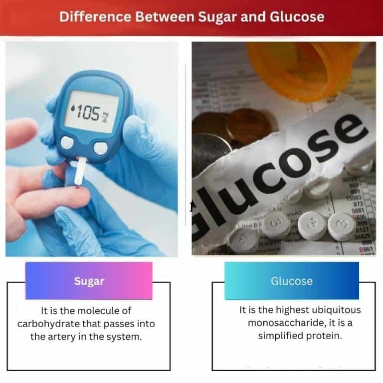 Sugar vs Glucose: Difference and Comparison