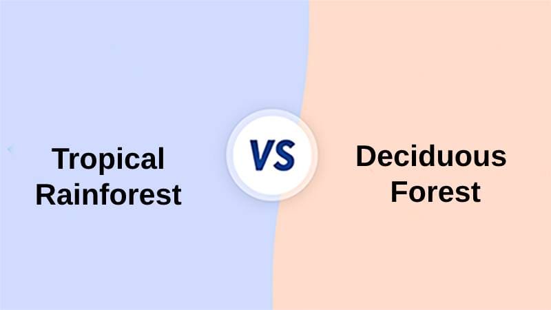 Tropical Rainforest and Deciduous Forest