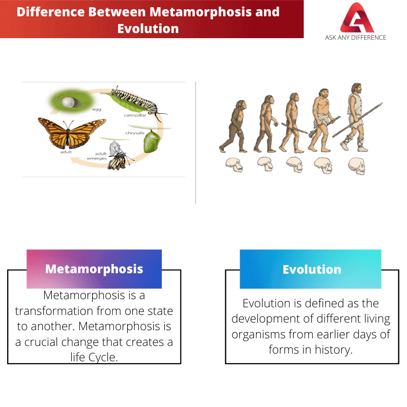 Difference Between Metamorphosis and Evolution