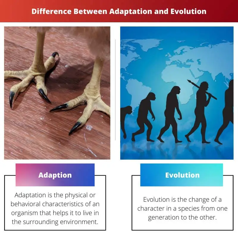 Difference Between Adaptation and Evolution