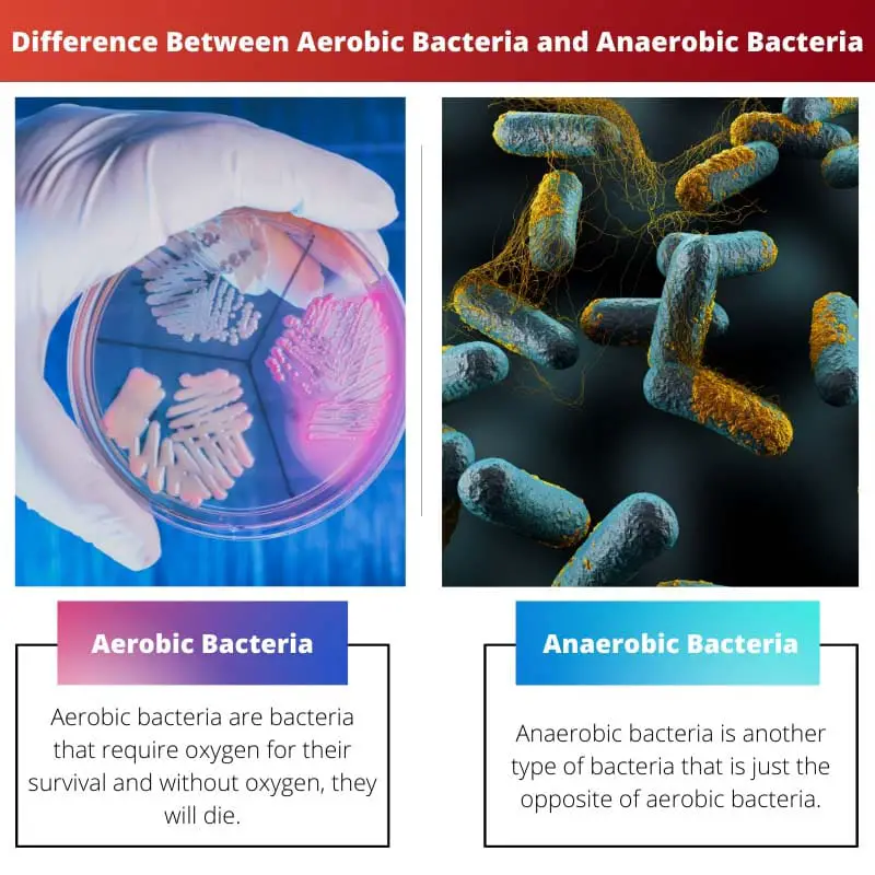 एरोबिक बैक्टीरिया और एनारोबिक बैक्टीरिया के बीच अंतर