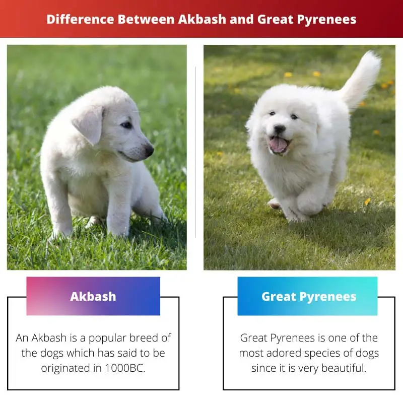 Diferença entre Akbash e Grandes Pirinéus
