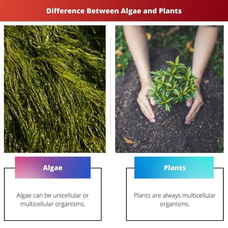 Sự khác biệt giữa Tảo và Thực vật