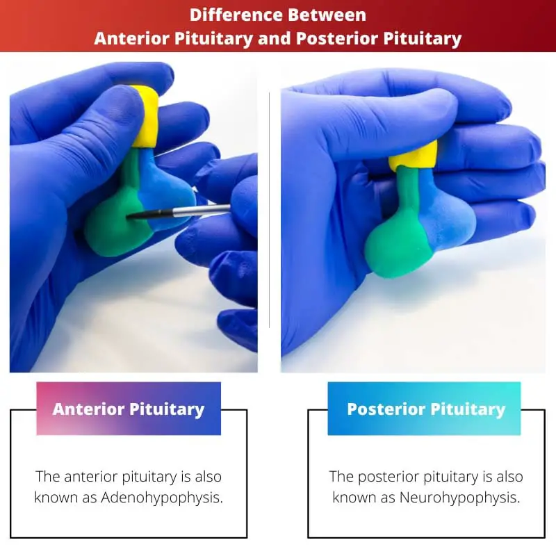 Diferencia entre pituitaria anterior y pituitaria posterior
