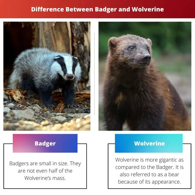 Diferencia entre Badger y Wolverine