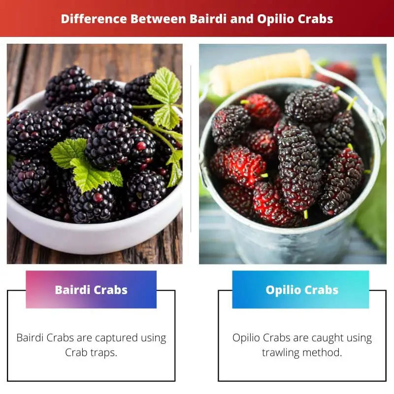 Difference Between Bairdi and Opilio Crabs