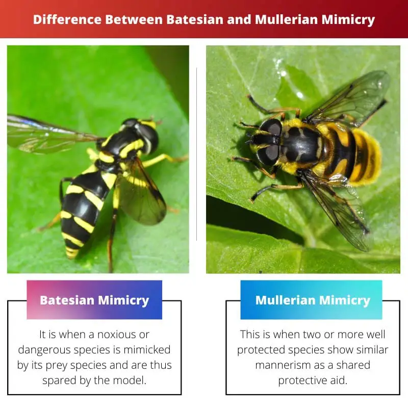 Difference Between Batesian and Mullerian Mimicry