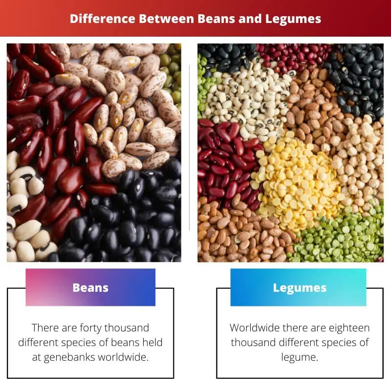 Diferencia entre frijoles y legumbres