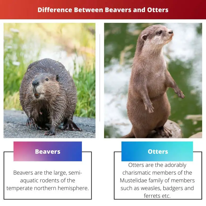 Difference Between Beavers and Otters