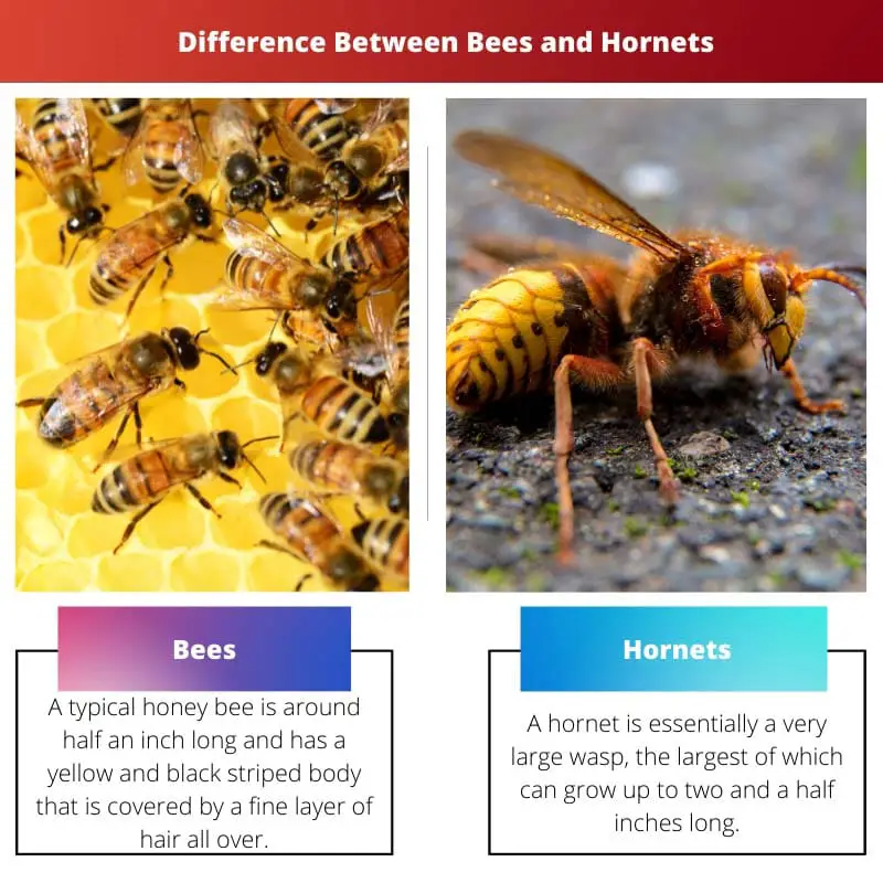 Difference Between Bees and Hornets