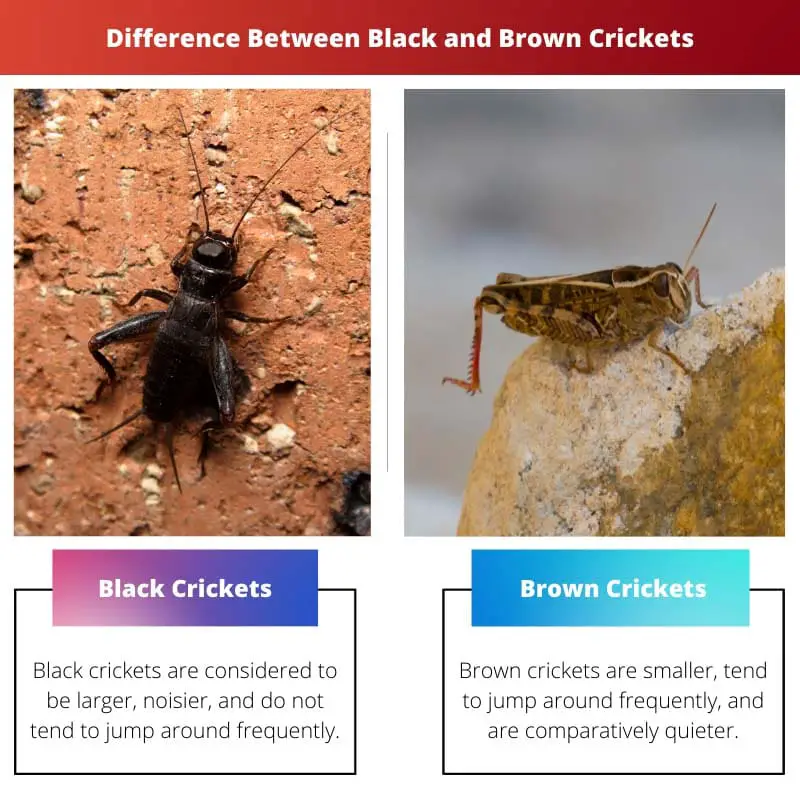 Difference Between Black and Brown Crickets