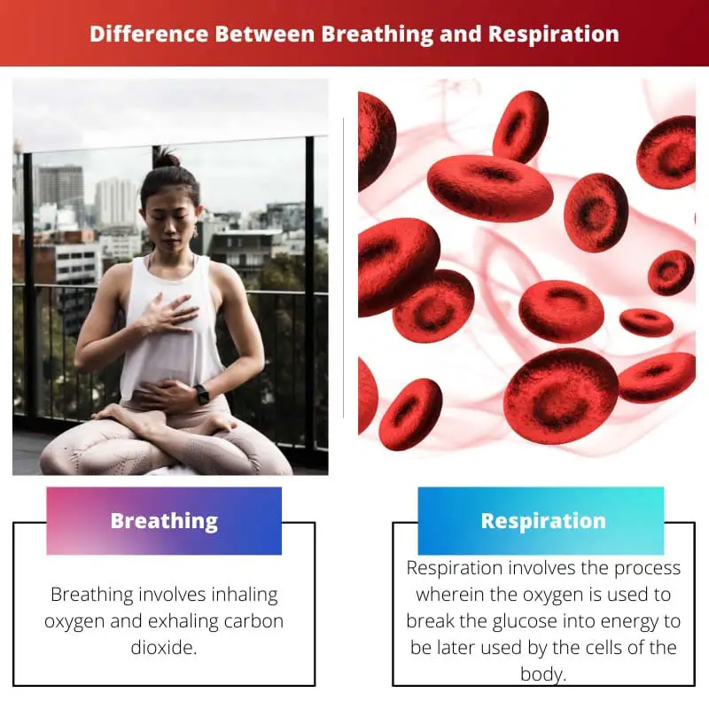 Difference Between Breathing and Respiration