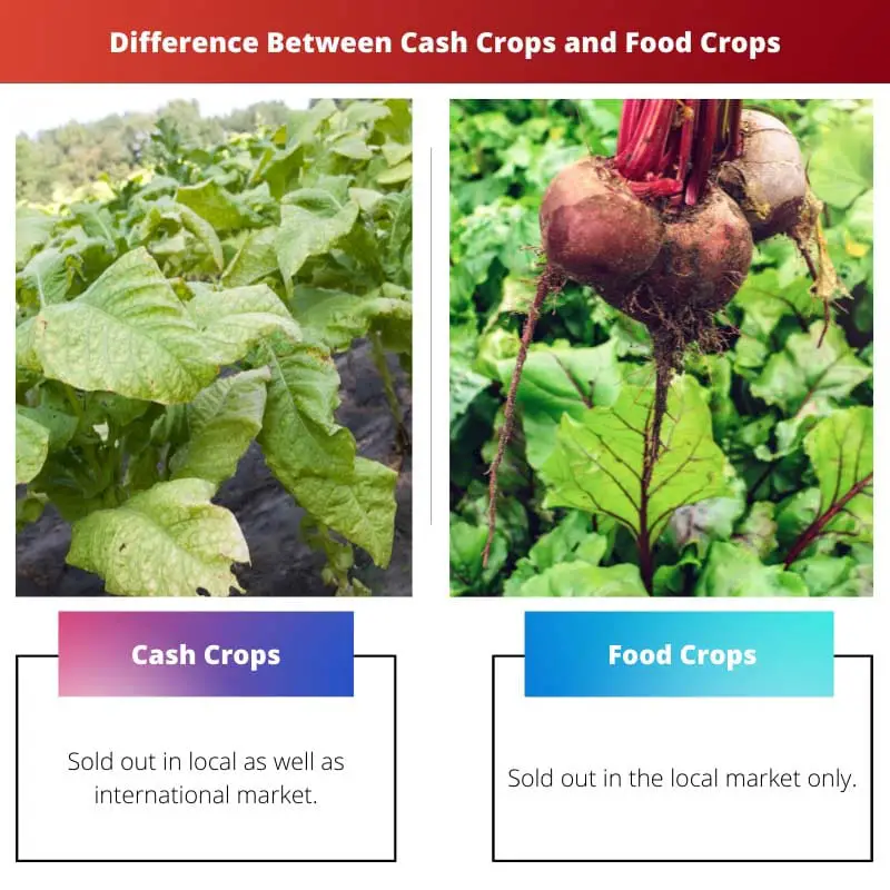 Diferença entre culturas de rendimento e culturas alimentares