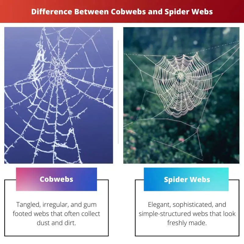 Difference Between Cobwebs and Spider Webs