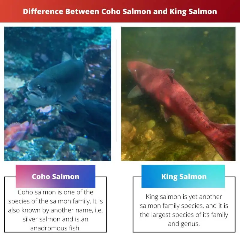 Difference Between Coho Salmon and King Salmon