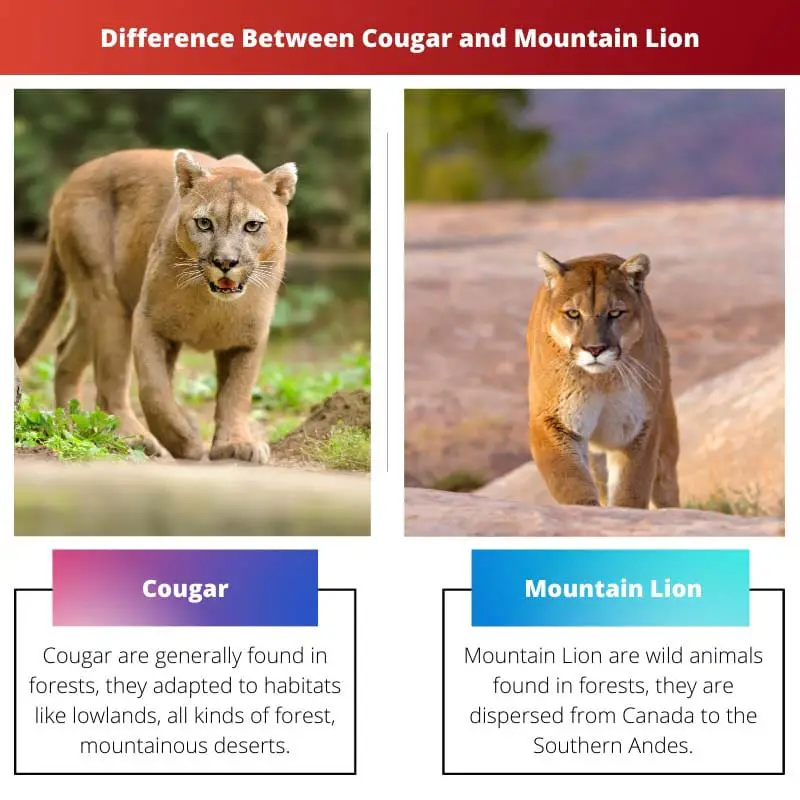 Diferença entre puma e leão da montanha