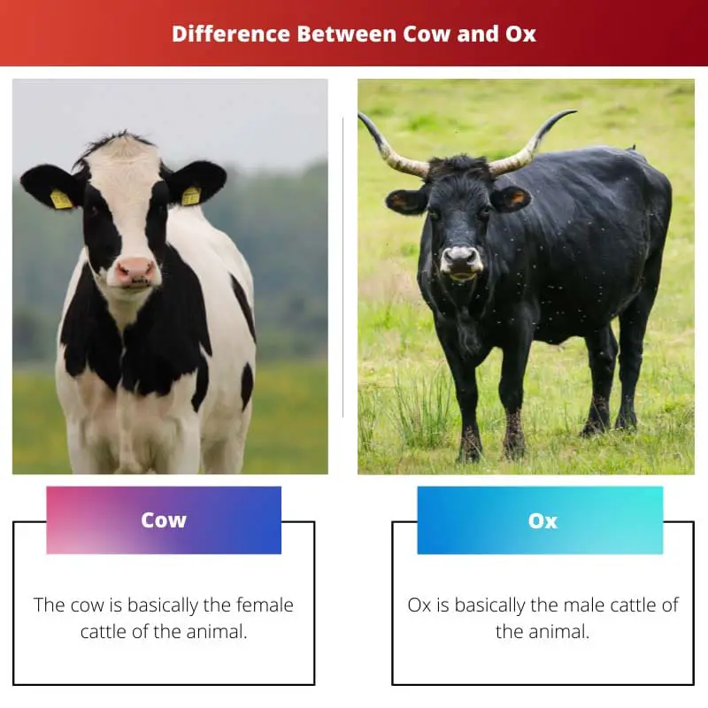 Sự khác biệt giữa bò và