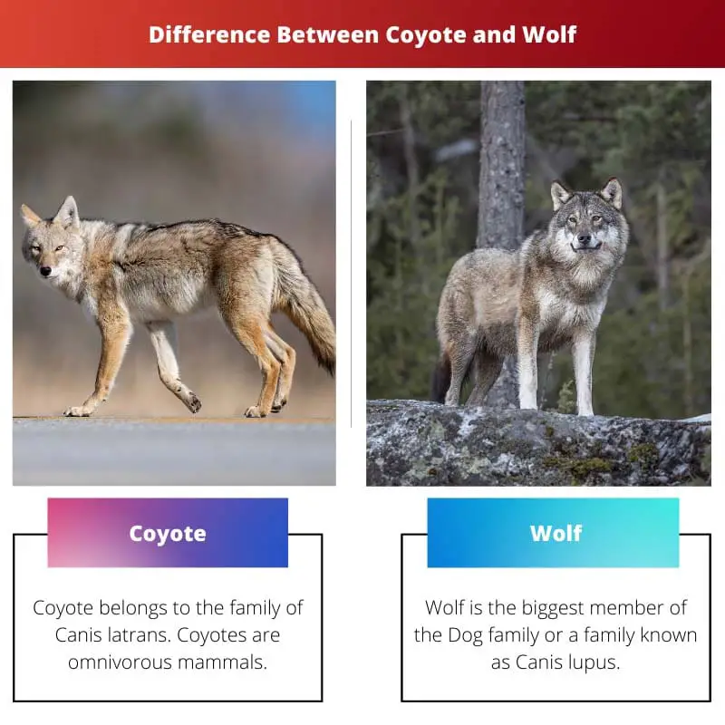 Difference Between Coyote and Wolf