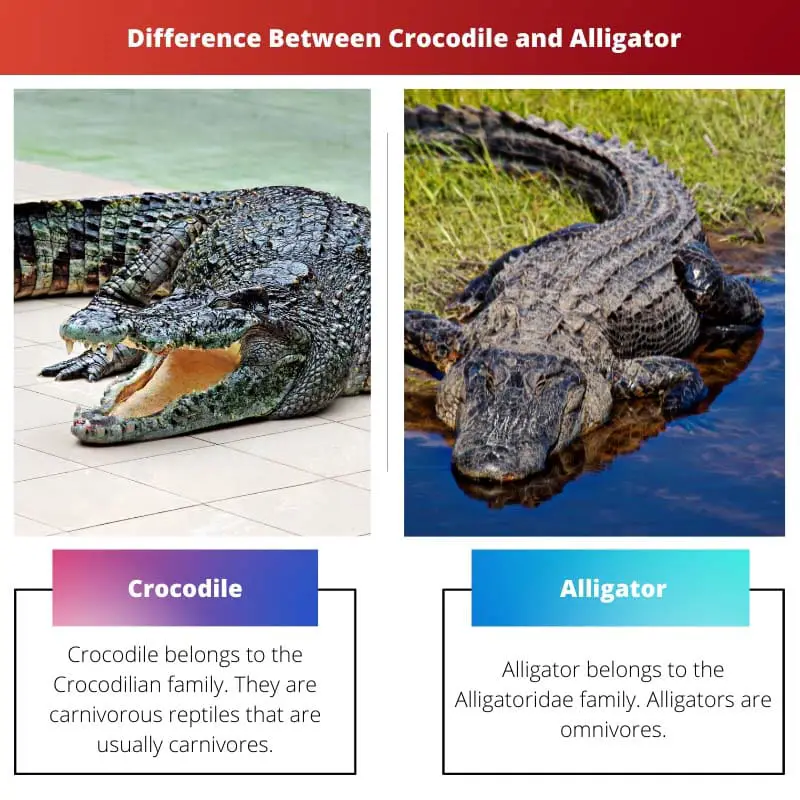 Différence entre crocodile et alligator
