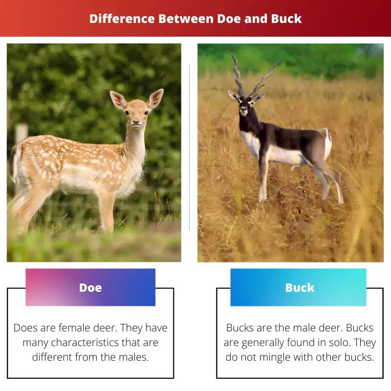 Sự khác biệt giữa Doe và Buck