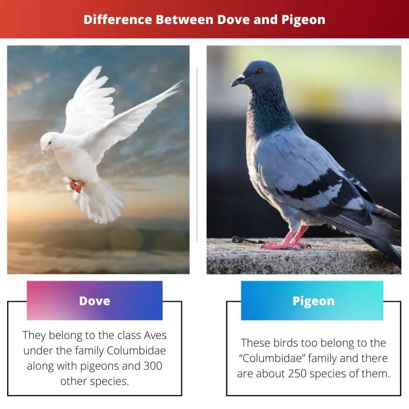 Difference Between Dove and Pigeon