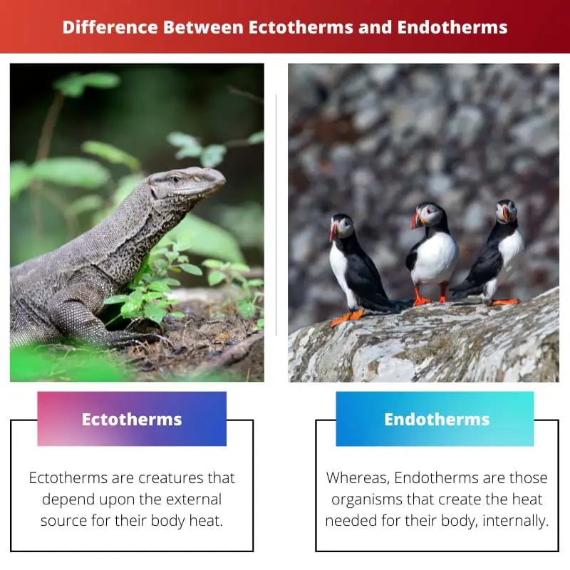 Різниця між ектотермами та ендотермами
