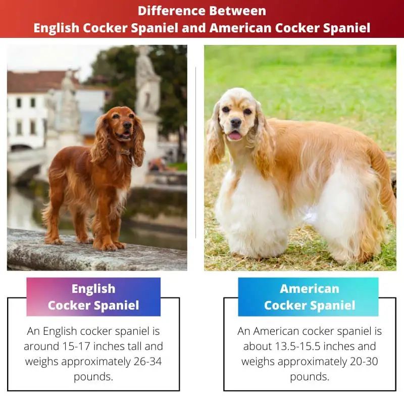 Differenza tra Cocker Spaniel inglese e Cocker Spaniel americano