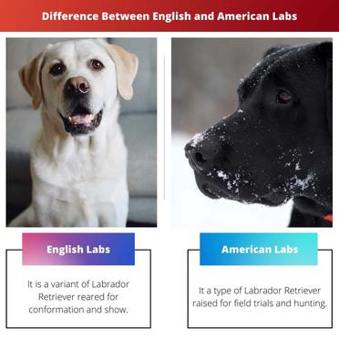what is the difference between an english lab and an american lab