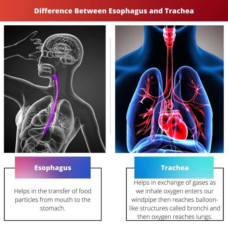 Differenza tra esofago e trachea