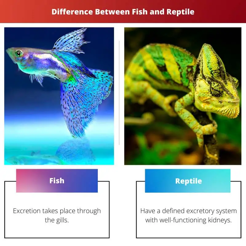 Atšķirība starp zivīm un rāpuļiem