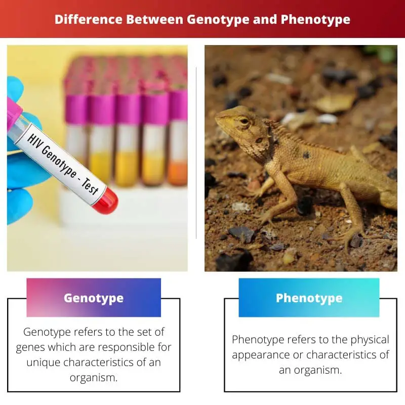 Difference Between Genotype and Phenotype
