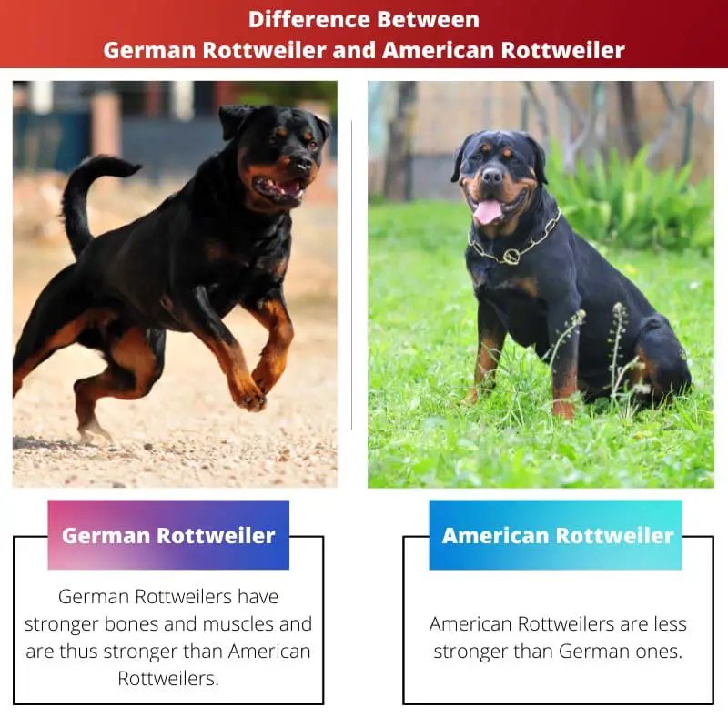 Difference Between German Rottweiler and American Rottweiler