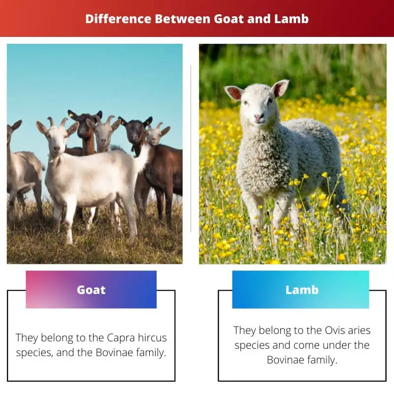 Diferencia entre cabra y cordero