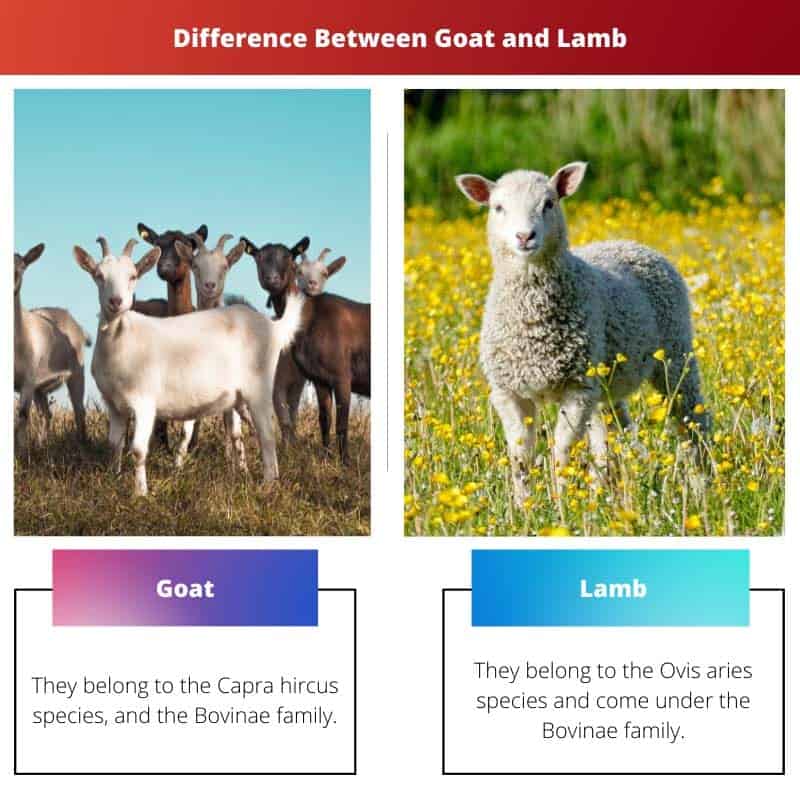 Lambs vs Sheep — 5 Major Differences Explained - A-Z Animals