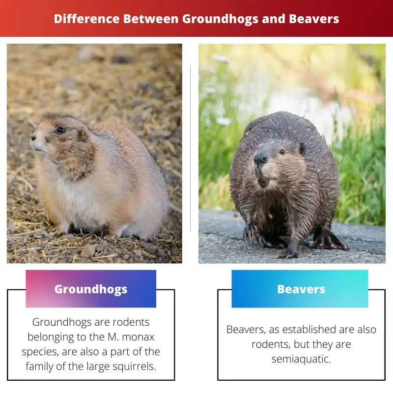 Difference Between Groundhogs and Beavers
