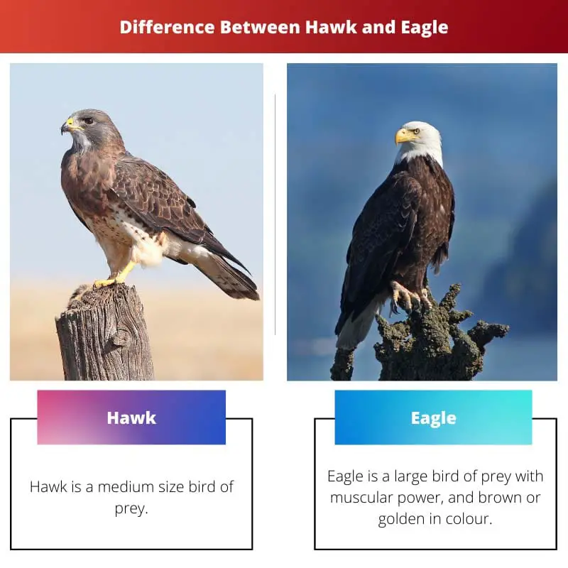 Diferença entre falcão e águia