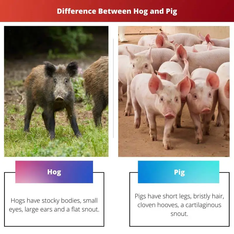 Difference Between Hog and Pig
