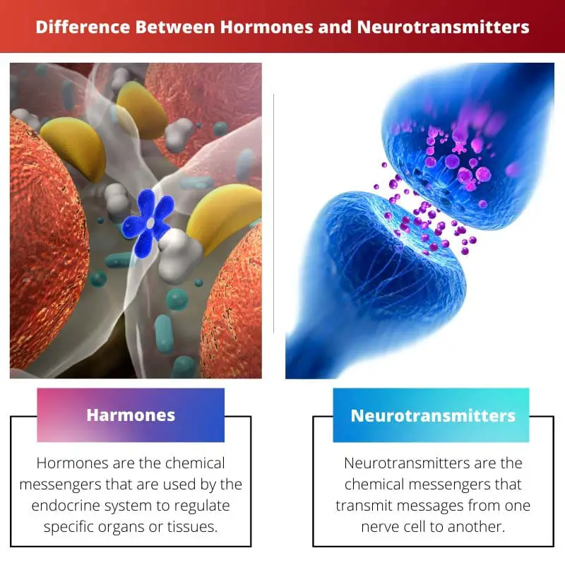 Rozdíl mezi hormony a neurotransmitery