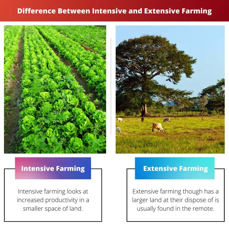 Difference Between Intensive and Extensive Farming