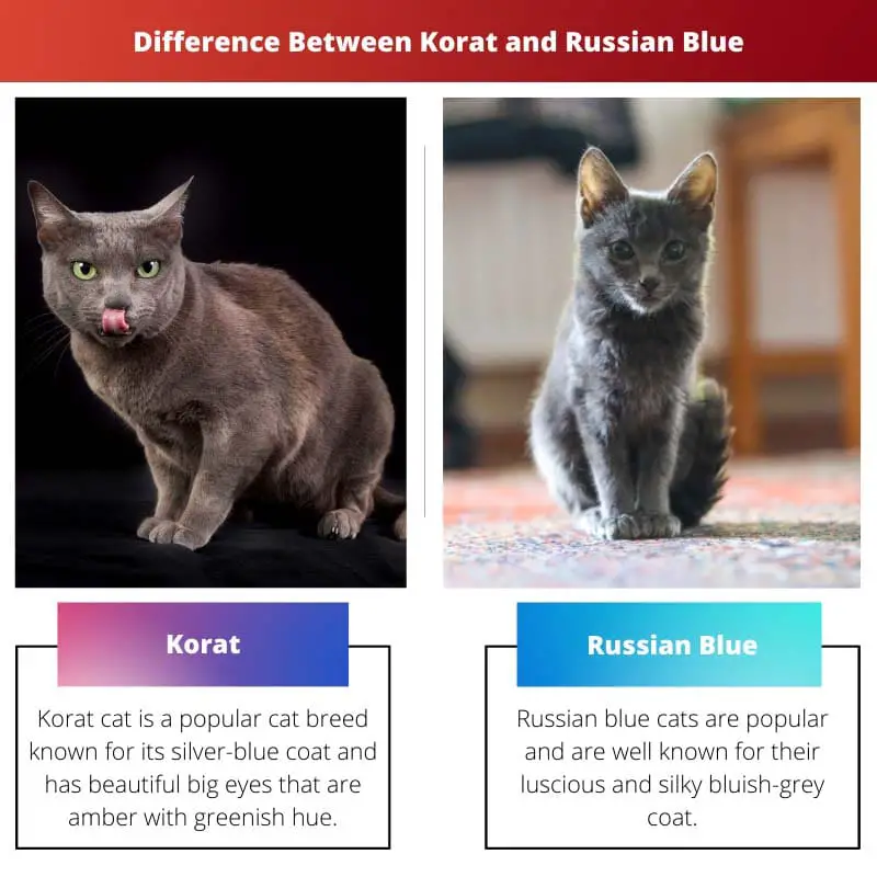 Difference Between Korat and Russian Blue