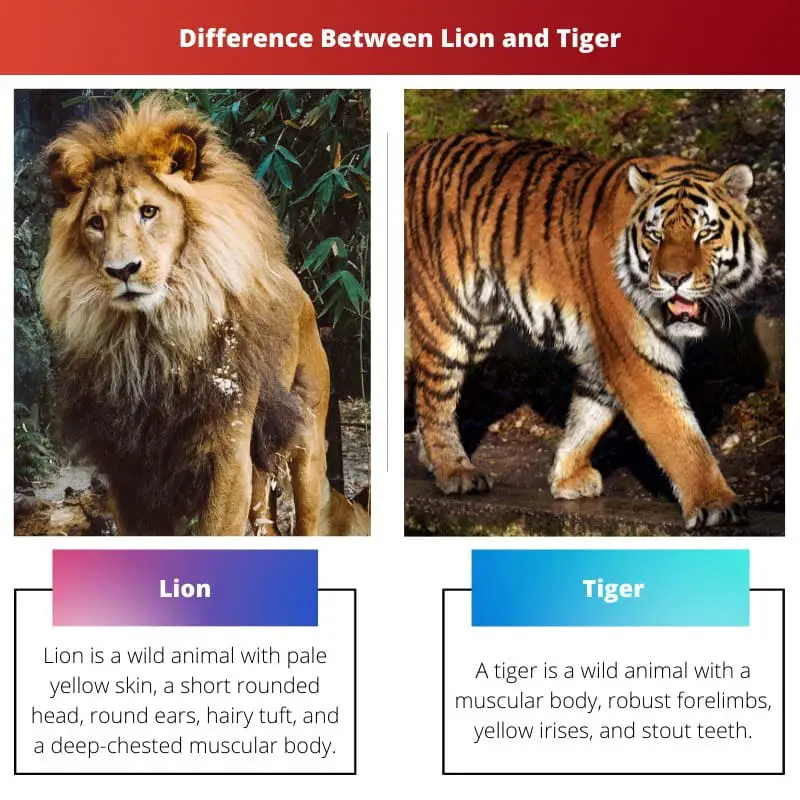 Diferencia entre león y tigre